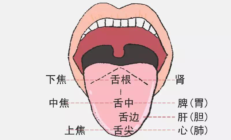 舌头是什么舌头检查须知