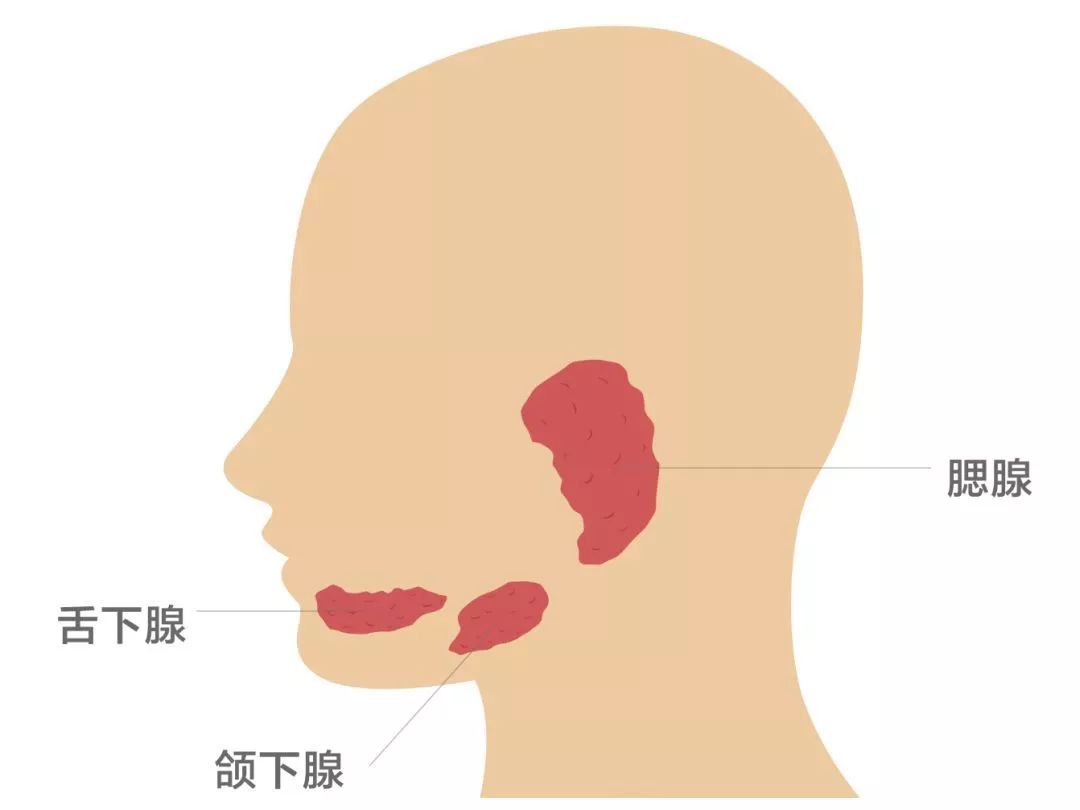 腮腺是什么 腮腺检查注意事项
