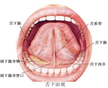 14:043080舌下腺较小,扁长圆形,位于口腔底舌下襞的深面,导管有大,小