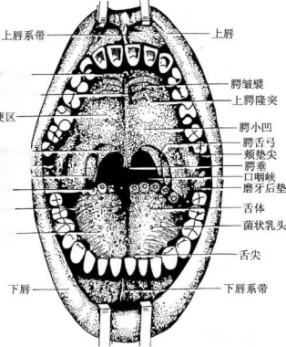 一般口腔的检查方法是什么呢？
