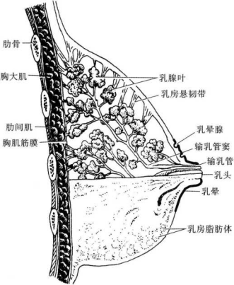 检查胸部做什么呢？