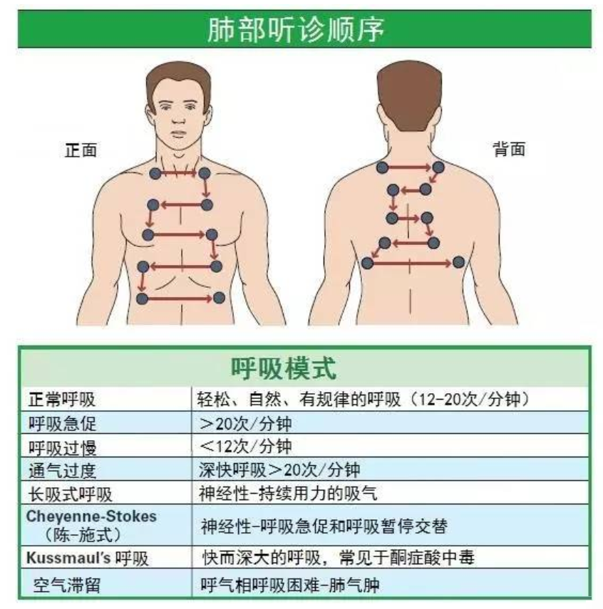 肺部听诊部位顺序及呼吸模式