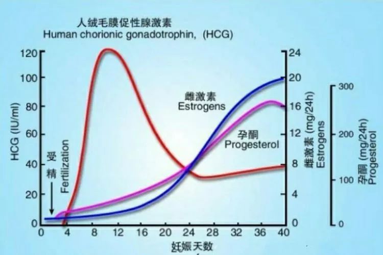人绒毛膜促性腺激素参考值