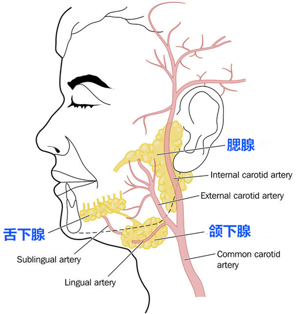 颌下腺是什么 颌下腺检查注意事项