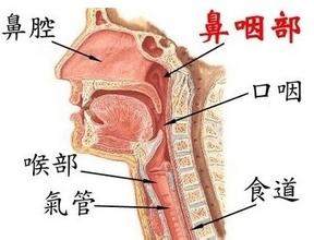 咽