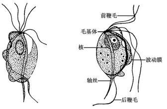 滴虫是什么样子的图片图片