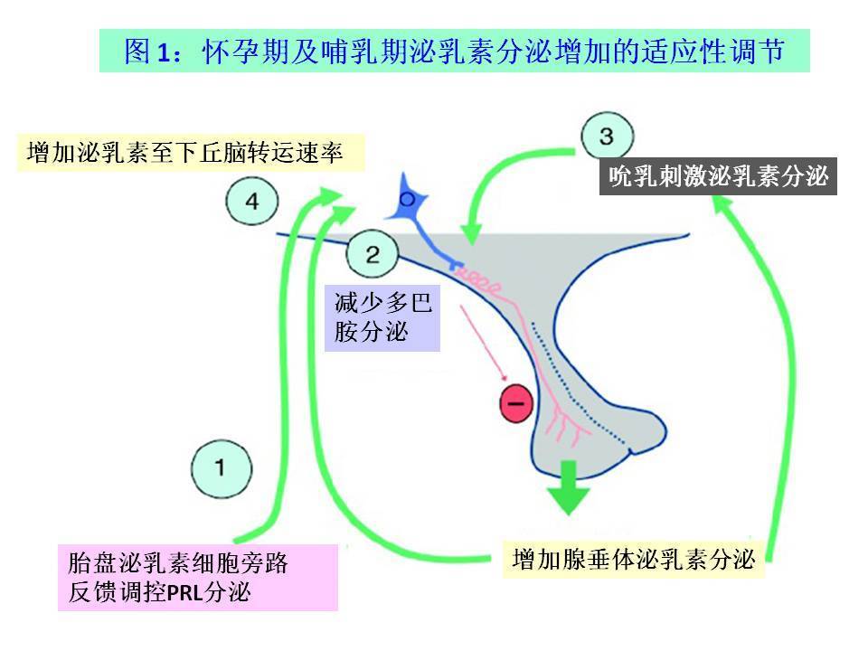 怀孕,哺乳期泌乳素分泌增加的适应性调节